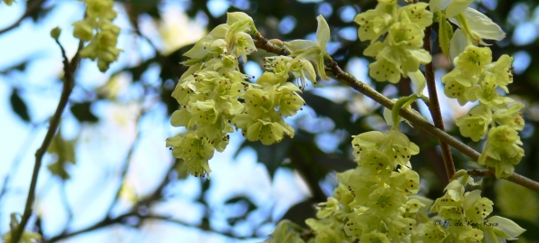 Bois des Moutiers (17) Avril 2012